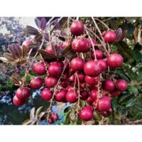 CÂY GIỐNG NHÃN TÍM
