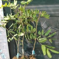 Cây Giống Nhãn Xuồng Cơm Vàng Năng Suất Cao Trồng Chậu Sản phẩm có bảo hành