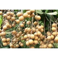 Cây giống NHÃN XUỒNG CƠM VÀNG [ SIÊU SỚM ] Freeship Xtra]