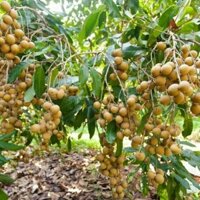 Cây Giống Nhãn Xuồng Cơm Vàng Năng Suất Cao Trồng Chậu ( cây xanh ngọc lan 47)