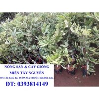 Cây giống NHÃN XUỒNG CƠM VÀNG [ SIÊU SỚM ] [ GHN ]