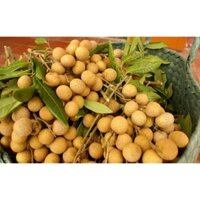 Cây giống Nhãn Xuồng Cơm Vàng. [ Giống phát triển cho năng suất cao ] [RẺ HƠN HOÀN TIỀN]