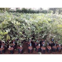 Cây giống NHÃN XUỒNG CƠM VÀNG [ SIÊU SỚM ] Freeship Xtra]