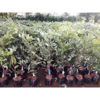 Cây giống NHÃN XUỒNG CƠM VÀNG [ SIÊU SỚM ] [ Voucher Extra + FreeShip Extra]