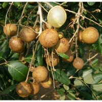 Cây Giống Nhãn Xuồng Cơm Vàng Năng Suất Cao Trồng Chậu (mua nhiều có giá sỉ 0354736301)