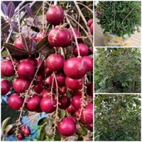 CÂY GIỐNG NHÃN XUỒNG TÍM ( cây xanh ngọc lan 47)