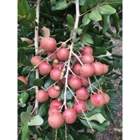 Cây giống Nhãn Xuồng Tím.