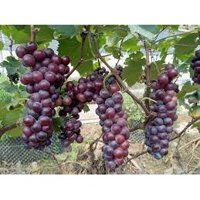 Cây Giống Nho Giống Hạ Đen Không Hạt.( siêu sớm )