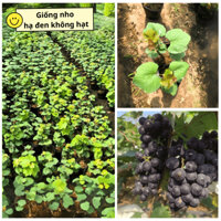 CÂY GIỐNG NHO HẠ ĐEN KHÔNG HẠT – CHẤT LƯỢNG CAO, DỄ TRỒNG, NĂNG SUẤT TỐT