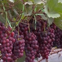 cây giống Nho Hạ Đen (Không Hạt) (chi  lăng shop 47 )