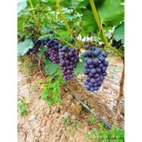 Cây giống Nho hạ đen không hạt