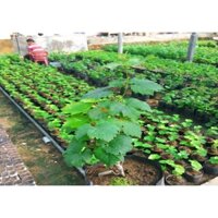 cây giống Nho Hạ Đen (Không Hạt) SP bảo hành