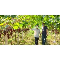 CÂY GIỐNG NHO HẠ ĐEN ( Nho không hạt, siêu trái).