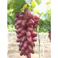 CÂY GIỐNG NHO HỒNG MÓNG TAY KHÔNG HẠT( CÂY GHÉP CHO TRÁI SỚM )