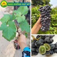 Cây giống nho Mỹ không hạt, cây giống thế hệ mới, sai trái, sớm cho quả, giống khỏe ít sâu bệnh, dễ chăm - Nho đen Mỹ không hạt