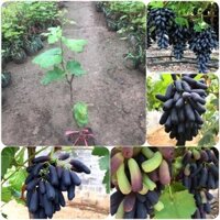 CÂY GIỐNG NHO NGÓN TAY ĐEN [ TÊN KHÁC: NHO PHÙ THỦY + SIÊU SỚM + SIÊU TRÁI ]