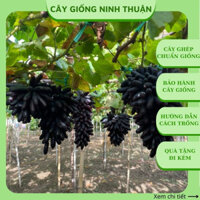 Cây giống nho ngón tay đen không hạt Úc leo giàn ND08