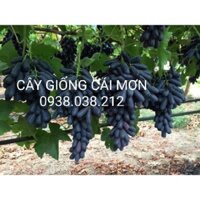 CÂY GIỐNG NHO NGÓN TAY ĐEN KHÔNG HẠT