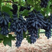 CÂY GIỐNG NHO NGÓN TAY DÒNG QUẢ SỚM, CAM KẾT GIỐNG CHUẨN F1 bảo hành ( cây xanh ngọc lan 47)