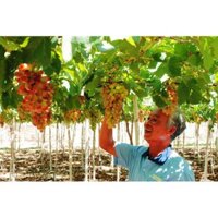 Cây giống nho ngón tay Mỹ - Nho móng tay 152 (Giống mới)