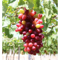 Cây giống nho ngón tay NH01 - 152 (CÂY GIỐNG BAN MÊ XANH)