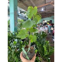 CÂY GIỐNG NHO NGÓN TAY