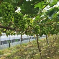 CÂY GIỐNG NHO SỮA ( CÂY GHÉP SIÊU SỚM)