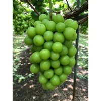 CÂY GIỐNG NHO SỮA