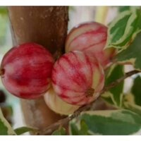 Cây giống Nho Thân Gỗ Cẩm thạch(Cây Giống Tổng Hợp)
