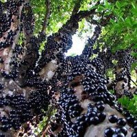 cây giống nho thân gỗ cây cao 50cm SP có bảo hành