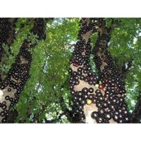 CÂY GIỐNG NHO THÂN GỖ (cây giống quỳnh anh)