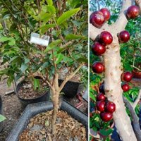 Cây giống nho thân gỗ đỏ 12 vụ ra trái quanh năm