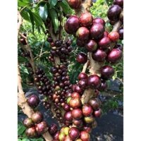 CÂY GIỐNG NHO THÂN GỖ ĐỎ 12 VỤ . {cho ra trái liên tụckhiđủ độ tuổi, thâncâythấplùn,nhanhcho ra trái, [ RẺ HƠNHOÀNTIỀN ]