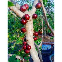 Cây giống Nho thân gỗ đỏ 12 vụ cao 30cm