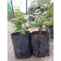 Cây giống nho thân gỗ đỏ  12 vụ  - Nhà Vườn Khánh Võ