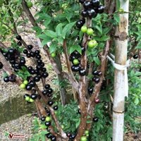 cây giống nho thân gỗ 12vụ/năm