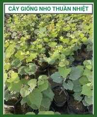 Cây giống nho thuần nhiệt, dễ trồng (Nho Kẹo, Bailey, Nho Móng Tay Hồng)