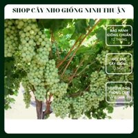 Cây giống nho xanh ninh thuận không hạt AutumnCrisp Seedless