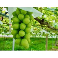 Cây giống Nho Xanh Thompson Không Hạt (Nho Hoàng Kim) (sản phẩm có bảo hành)