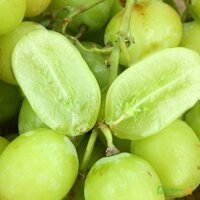 Cây giống Nho Xanh Thompson Không Hạt (Nho Hoàng Kim)  (Giống Cây Siêu Tốt Chuẩn F1)