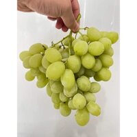 Cây giống Nho Xanh Thompson Không Hạt (Nho Hoàng Kim) cây ghép siêu trái (CÂY GIỐNG ANM LONG )