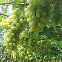 Cây giống Nho Xanh Thompson Không Hạt (Nho Hoàng Kim) (uacjmk)