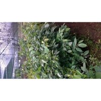 Cây giống Nhót ngọt Mỹ ( giống chuẩn, bầu to, GỐC TO 3 NĂM CÂY CAO HƠN 1M RỒI). [GHN)