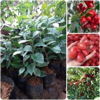 Cây giống Nhót ngọt Mỹ ( giống chuẩn, bầu to). [ RẺ HƠN HOÀN TIỀN ] _)