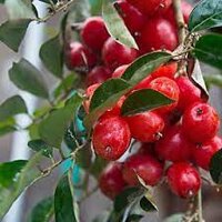 Cây giống Nhót ngọt MỸ SIÊU QUẢ ( cây siêu sớm có bảo hành)