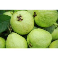 Cây giống ổi bo thái bình(giống siêu tốt)