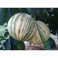 CÂY GIỐNG ỔI CẨM THẠCH RUỘT HỒNG [ GIỐNG MỚI - CÂY GHÉP CHO TRÁI SỚM ]. (frEEship Xtra Plus+)