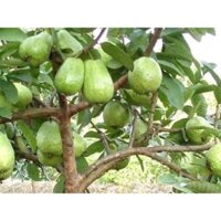 Cây giống Ổi Lê Đài Loan ( Cây ghép cho trái sớm, siêu trái ).