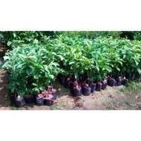 Cây giống Ổi Lê Đài Loan ĐẸP + CHUẨN NHƯ HÌNH( Cây ghép cho trái sớm, siêu trái ). [ TRỒNG CHẬU ĐƯỢC  ]