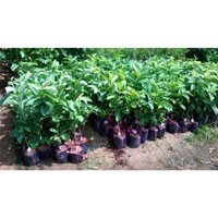 Cây giống Ổi Lê Đài Loan ĐẸP + CHUẨN NHƯ HÌNH( Cây ghép cho trái sớm, siêu trái ). [ TRỒNG CHẬU ĐƯỢC  ] _)